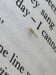Eucallipterus tiliae