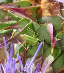 Thiomiris sulphureus