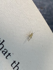 Eucallipterus tiliae