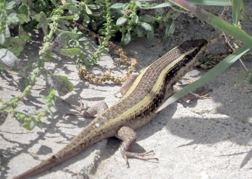 African Striped Skink