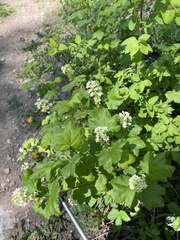 Physocarpus malvaceus