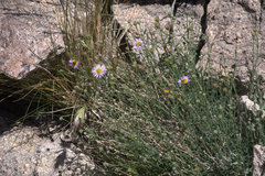 Erigeron breweri porphyreticus