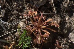 Claytonia parviflora viridis