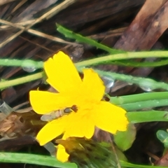 Cosmos sulphureus