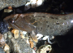 Cebidichthys violaceus