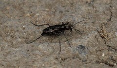 Polyrhanis vitiensis