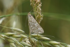 Evergestis frumentalis