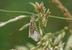 Evergestis frumentalis