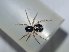 Hermippus tenebrosus