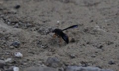 Anterhynchium rufipes