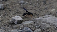 Anterhynchium rufipes