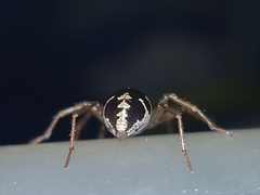 Hermippus tenebrosus