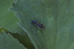 Pachyprotasis rapae