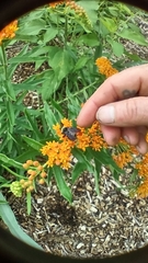 Bombus pensylvanicus