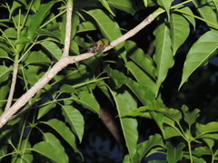 Diceroprocta oleacea