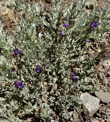 Penstemon californicus