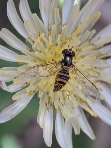 photo of Oblique Streaktail (Allograpta obliqua)