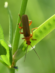Cantharis rufa
