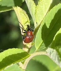 Merhynchites wickhami