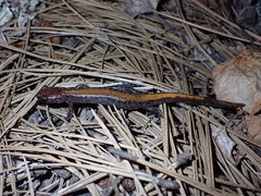 Plethodon idahoensis