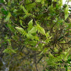 Clematis marata