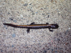 Plethodon idahoensis