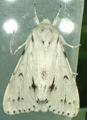 Acronicta vulpina