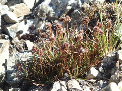 Luzula pumila
