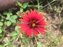 Gaillardia amblyodon