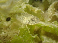 Pomatoschistus microps