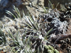 Celmisia laricifolia