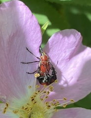 Merhynchites wickhami