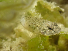 Pomatoschistus microps