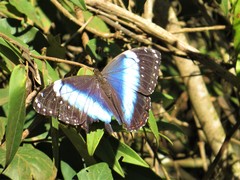 Morpho helenor achillides