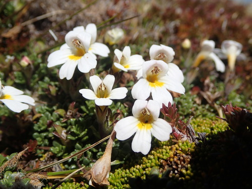 Euphrasia revoluta Hook.fil.
