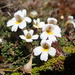 Creeping Eyebright - Photo (c) Jane Gosden, some rights reserved (CC BY-NC-SA), uploaded by Jane Gosden