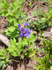 Penstemon attenuatus