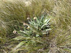 Celmisia semicordata