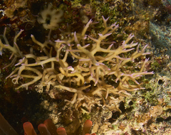 Seriatopora hystrix