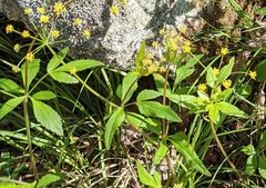 Zizia trifoliata