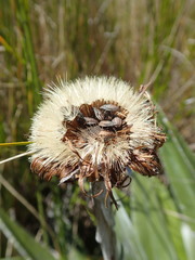 Rhypodes