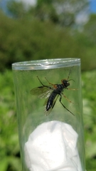 Tenthredo mandibularis