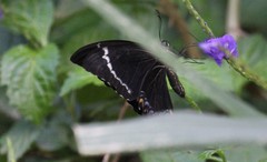 Papilio schmeltzi