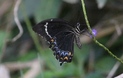 Papilio schmeltzi