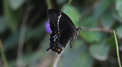 Papilio schmeltzi