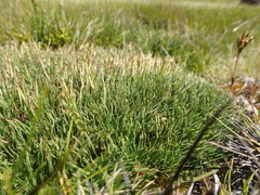 Oreobolus pectinatus