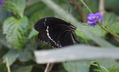 Papilio schmeltzi