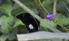 Papilio schmeltzi