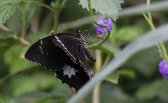 Papilio schmeltzi