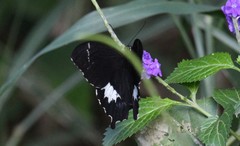 Papilio schmeltzi